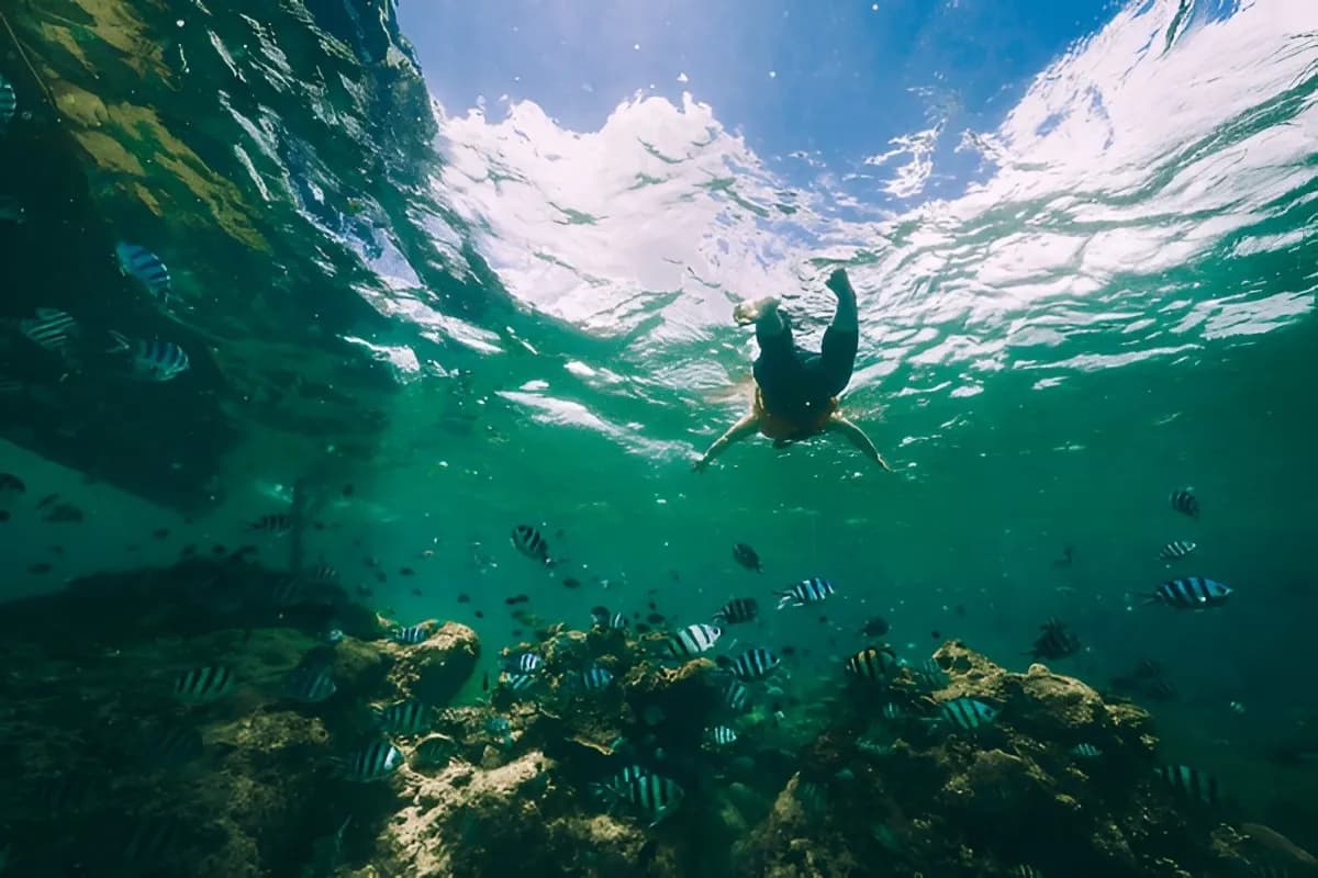 Snorkelling Trail - Reef Conservation
