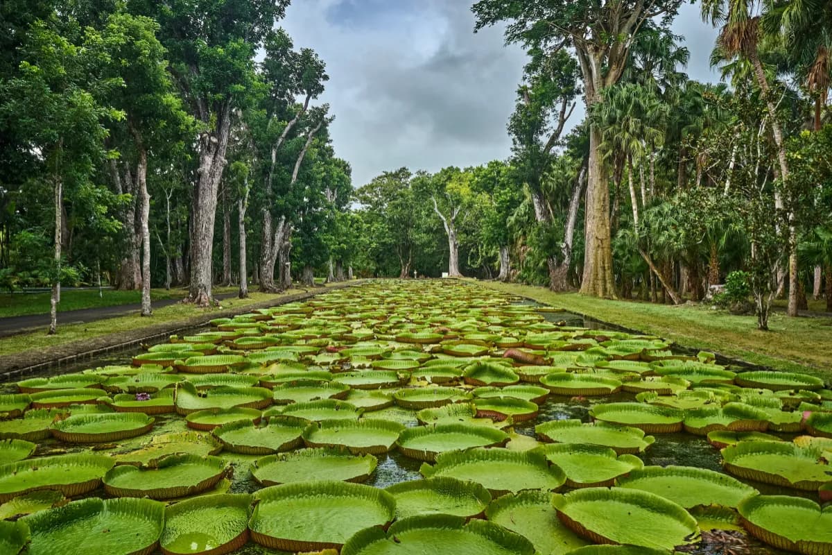 Pamplemousses Botanical Garden
