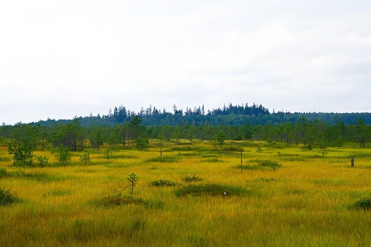 Berezinsky Biosphere Reserve