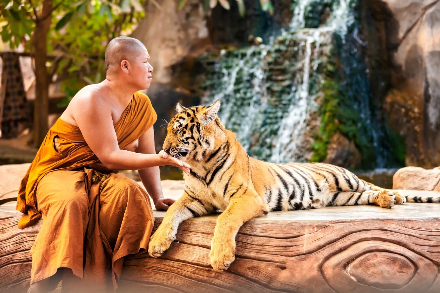 Tiger Kingdom visit