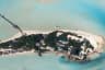  Emboodhu Finolhu Island