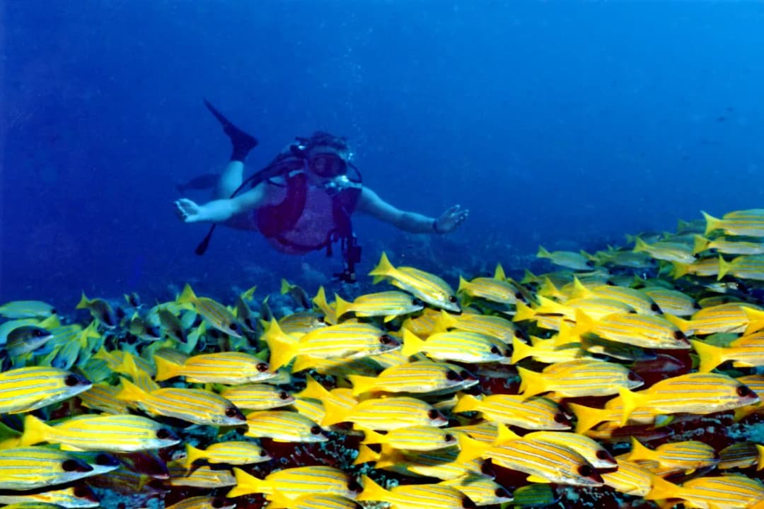 Banana Reef