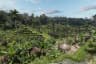 Tegalalang rice terraces