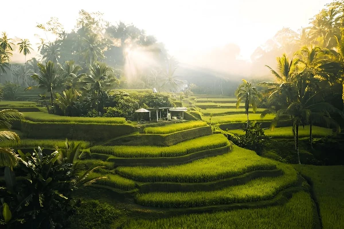 Tegallalang Rice Terrace