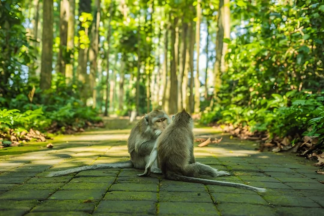 Monkeys on Pathways