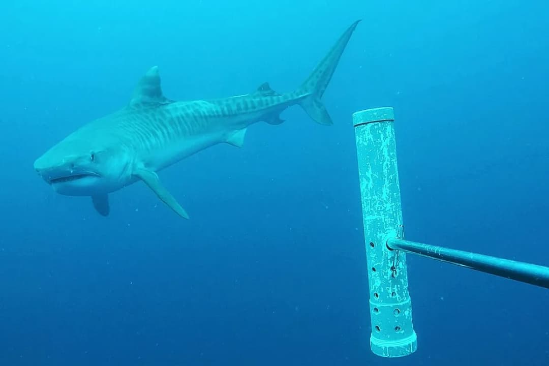 Tiger Shark Dive Point