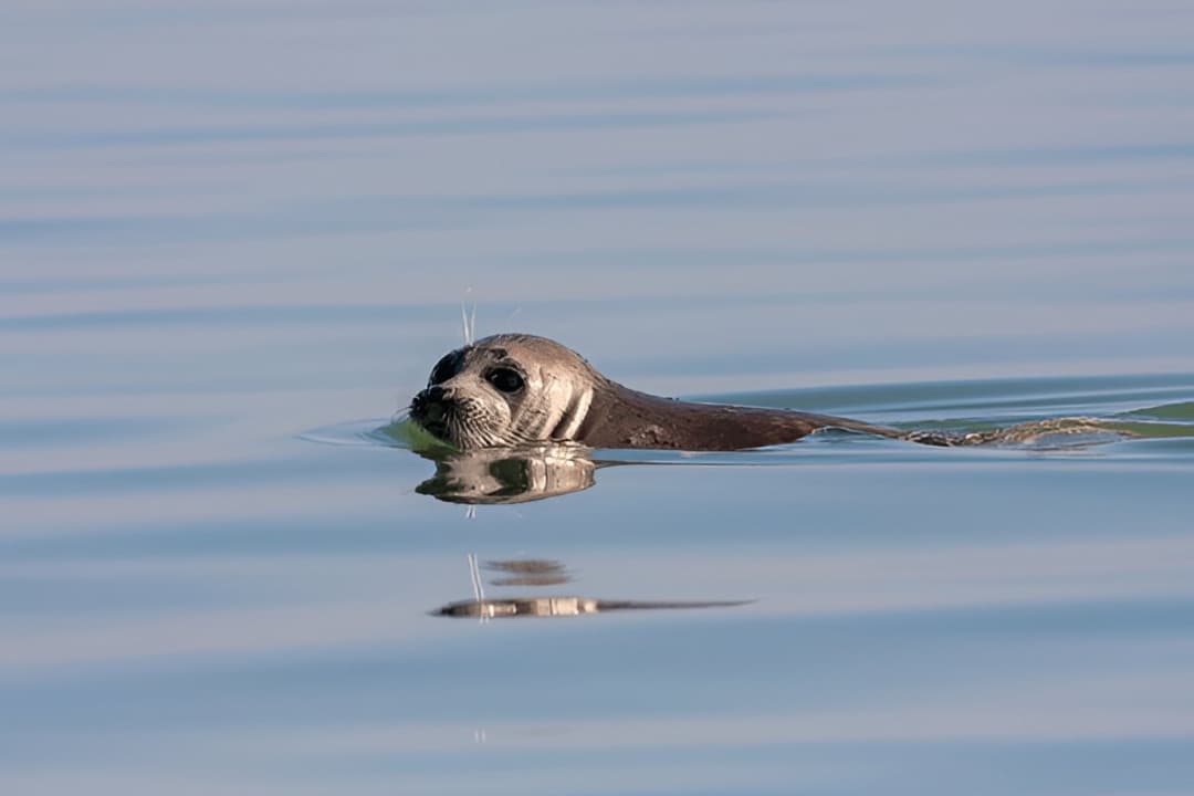 Caspian Seals