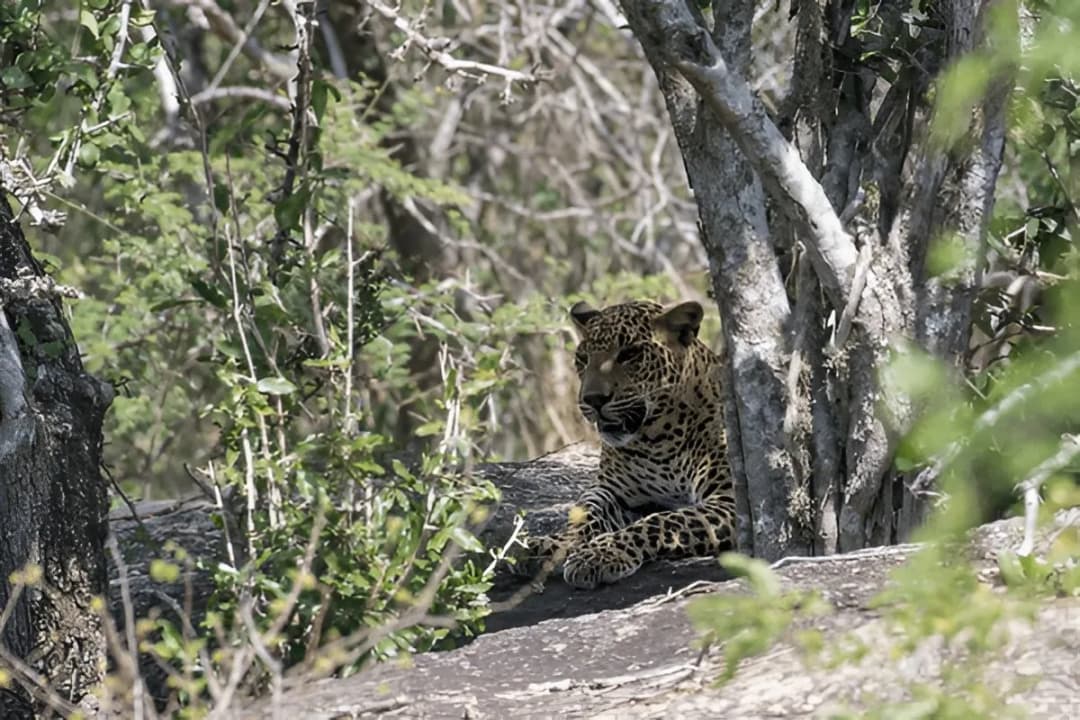 Leopard Safari Drives