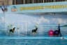 Dolphinarium Nemo View
