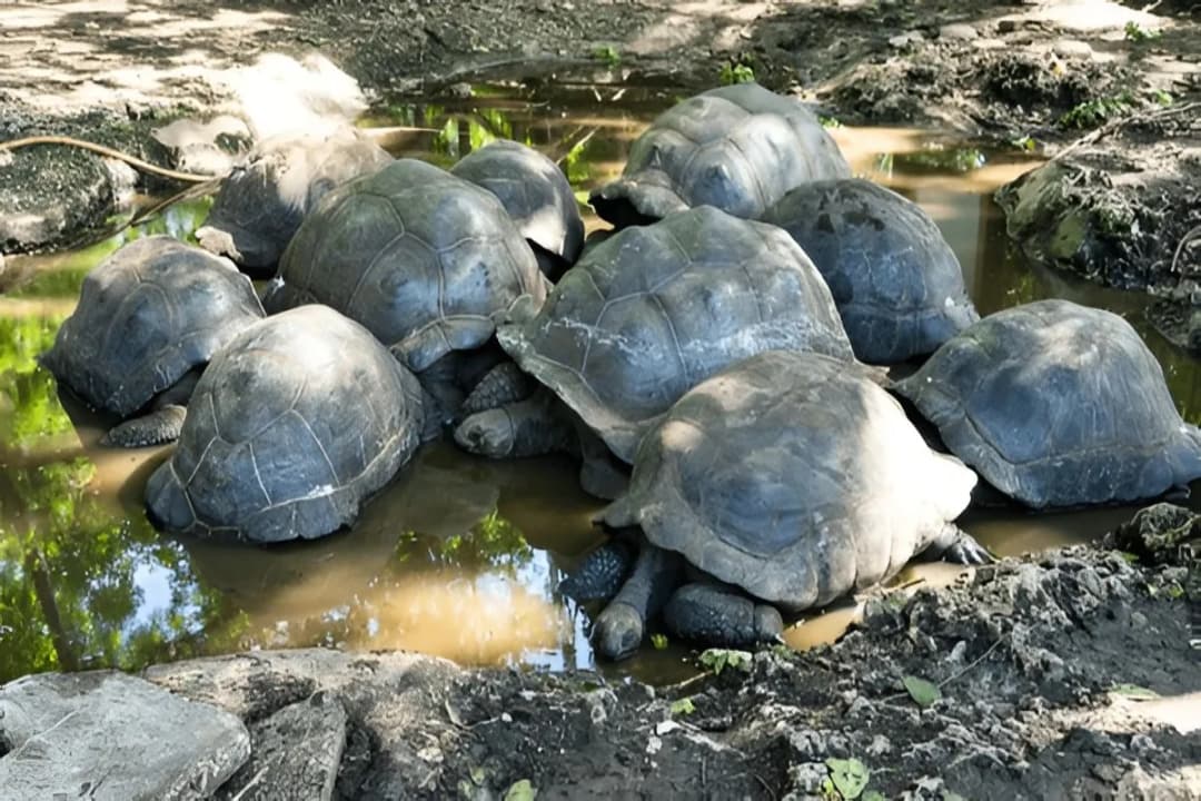 Giant Tortoise Colony