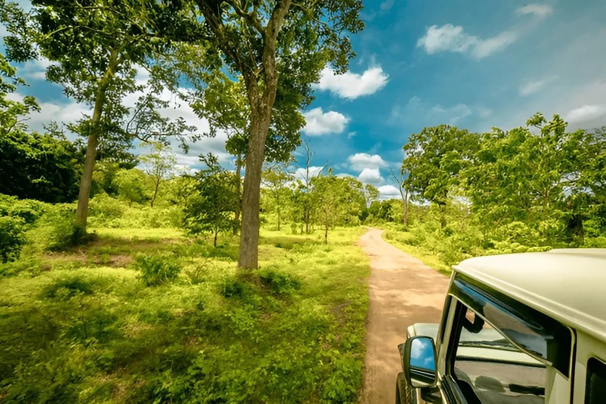 Wildlife Safari in Sri Lanka