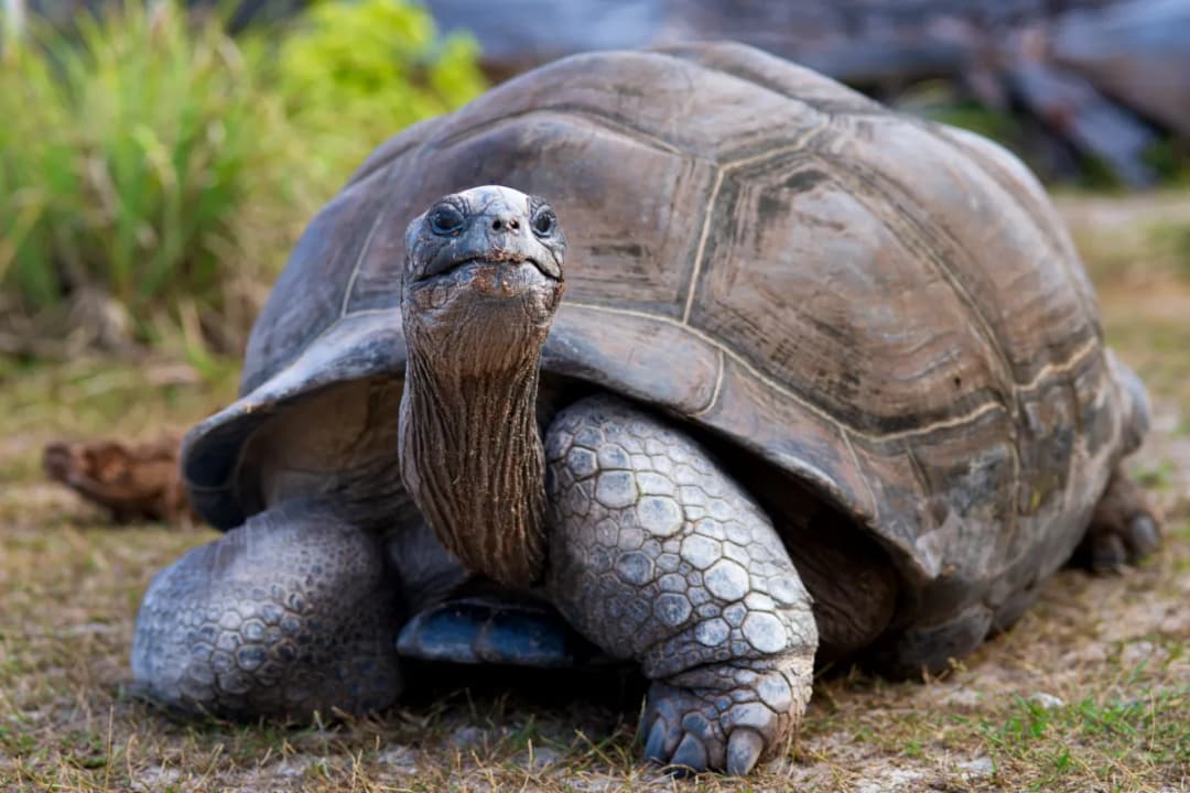 Giant Aldabra Tortoises