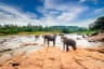 Pinnawala Elephant Orphanage
