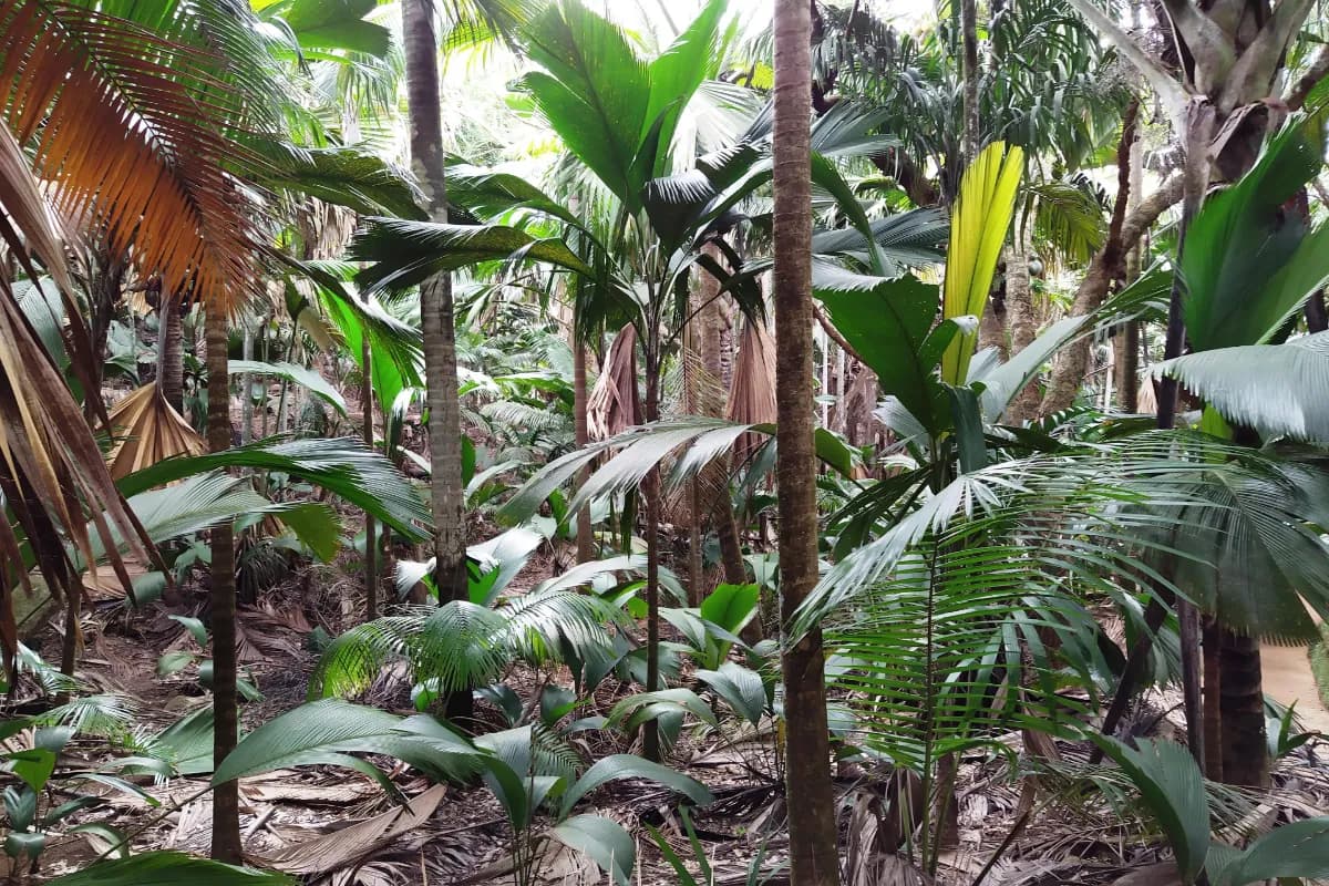  Vallée de Mai, Praslin, Seychelles