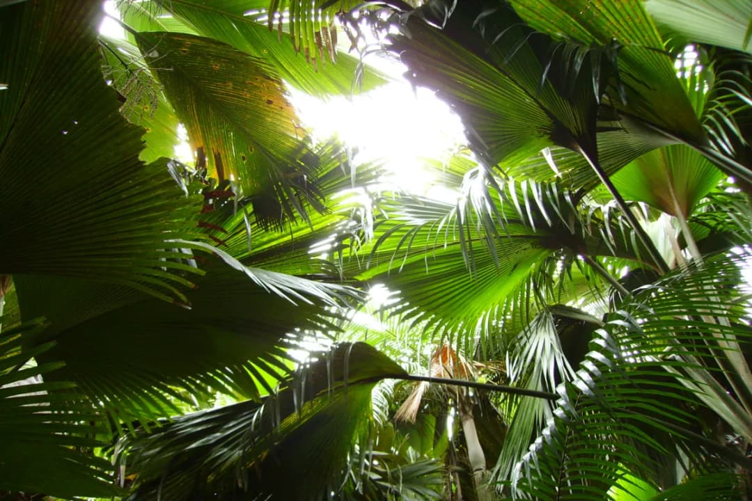 The Coco de Mer Palms