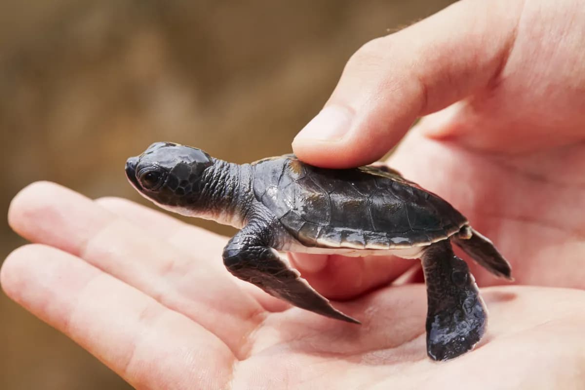 Kosgoda Sea Turtle Conservation Project