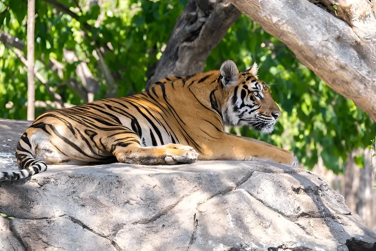 Tiger Kingdom