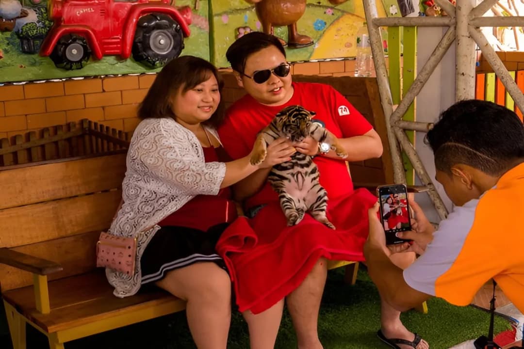 Tiger Interaction Zone