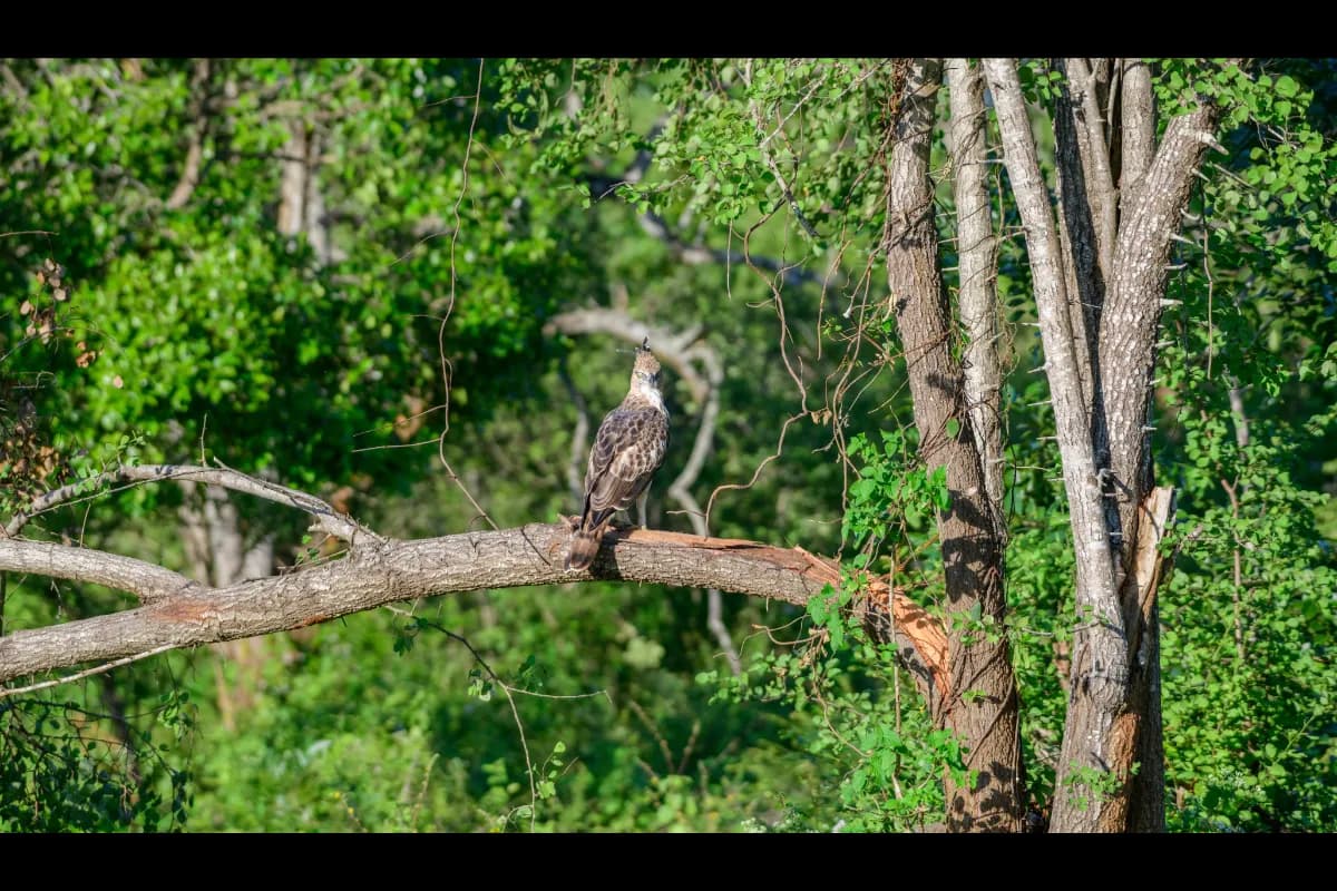 Udawalawe National Park