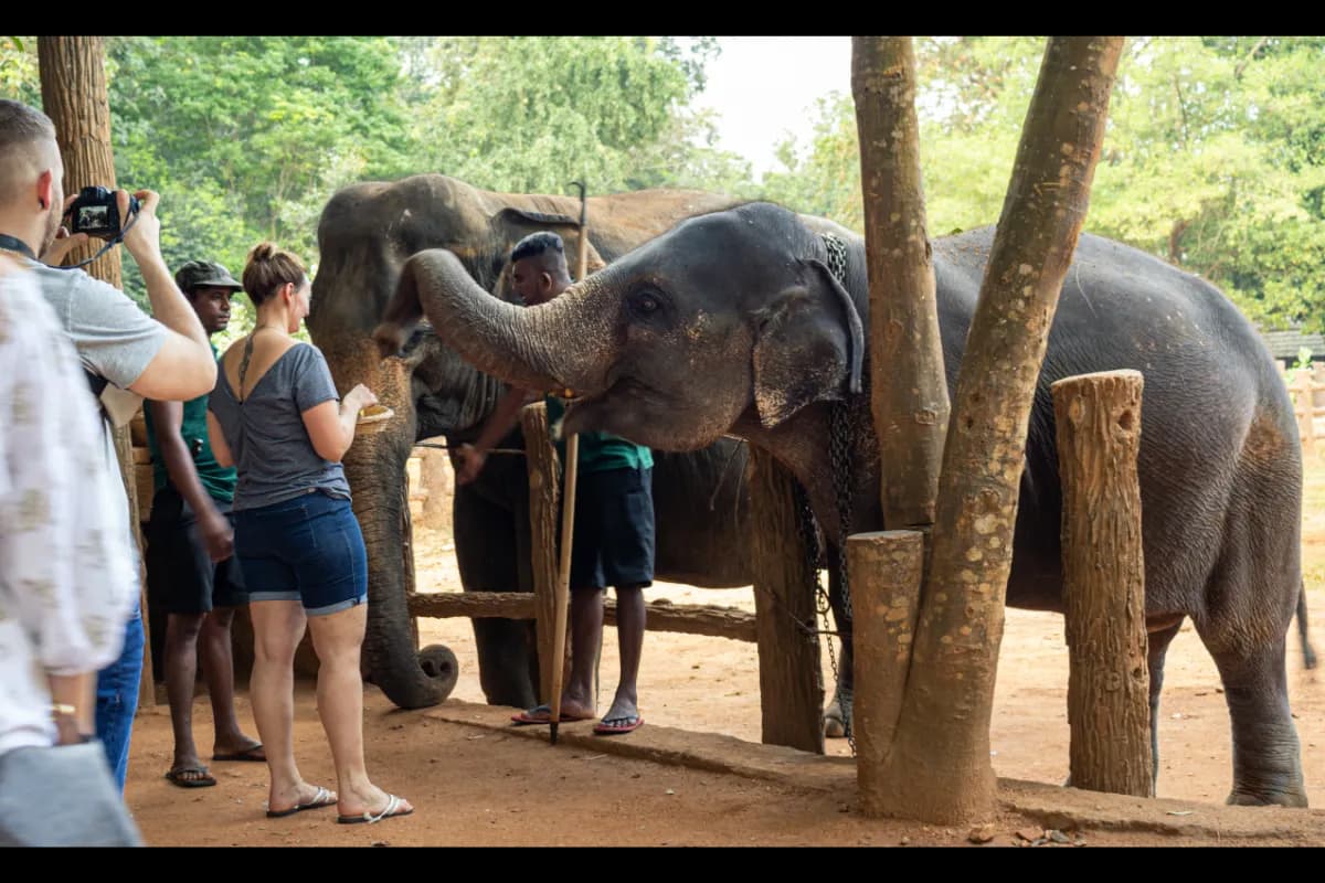 Pinnawala Elephant Orphanage
