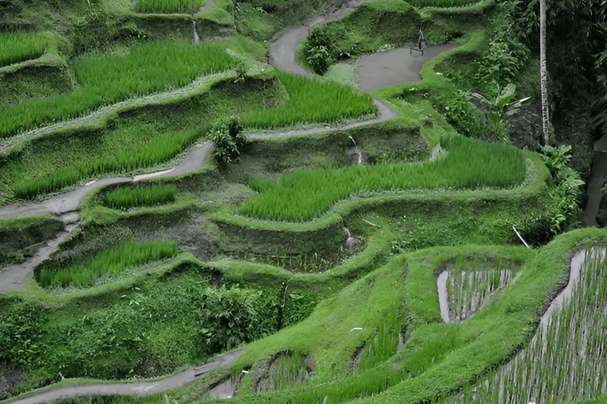 Tegallalang Rice Terrace