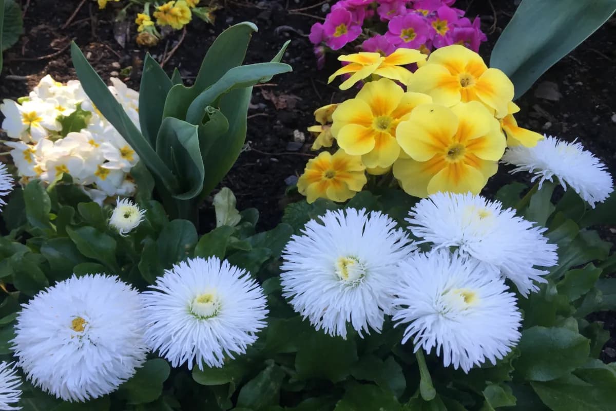 Victoria Botanical Gardens