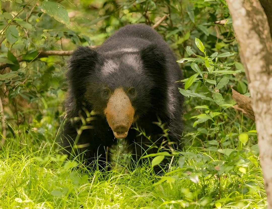 Wilpattu National Park