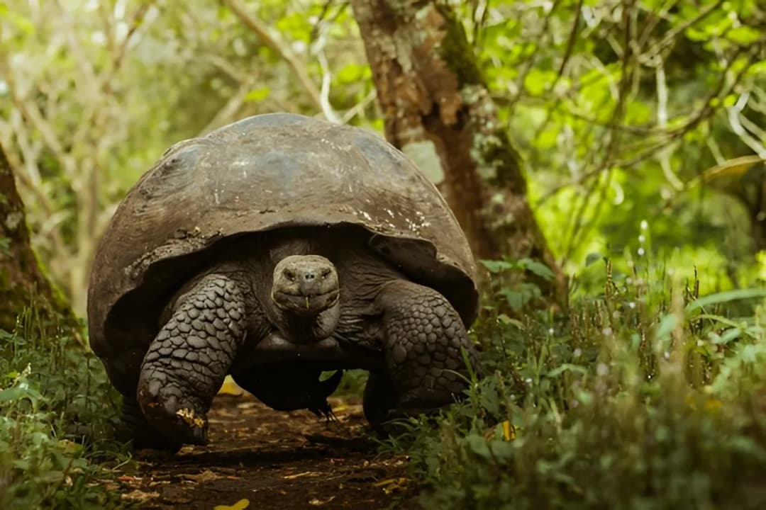 Giant Tortoise Nursery