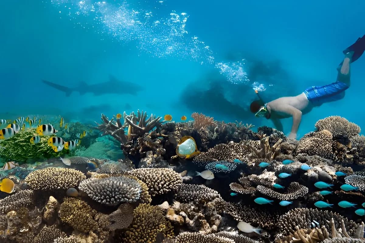 Snorkelling among the corals and turtles