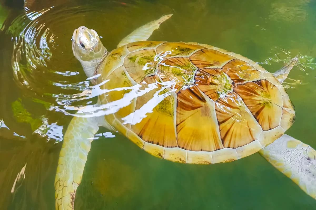 Kosgoda Sea Turtle Conservation Project