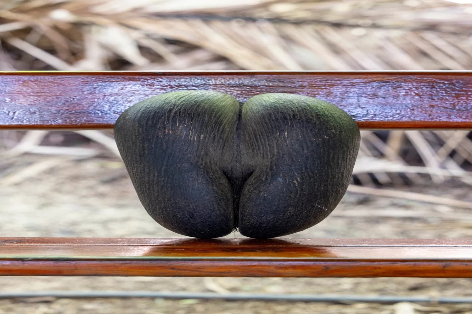 Coco de Mer nut