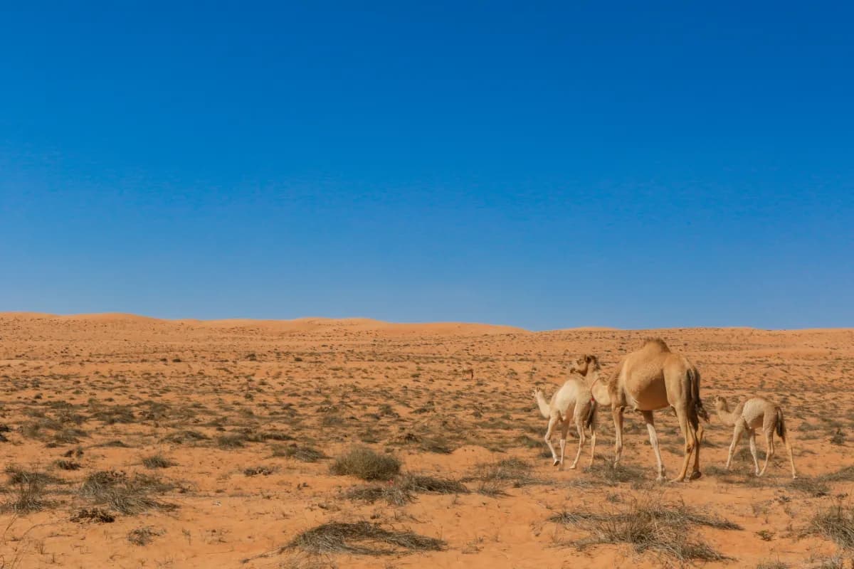 Wahiba Sands