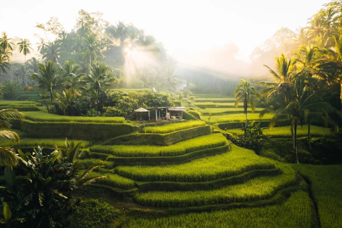 Tegallalang Rice Terraces, Ubud