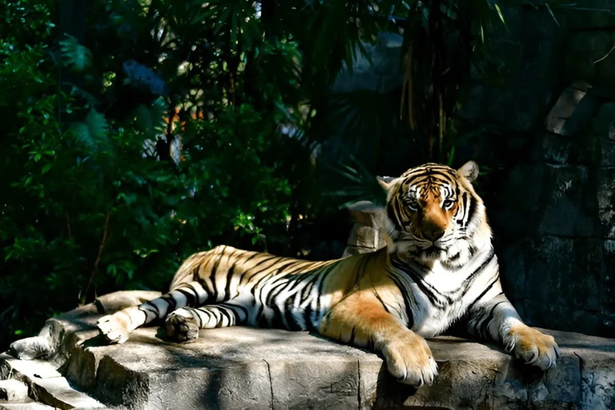 Tiger Kingdom