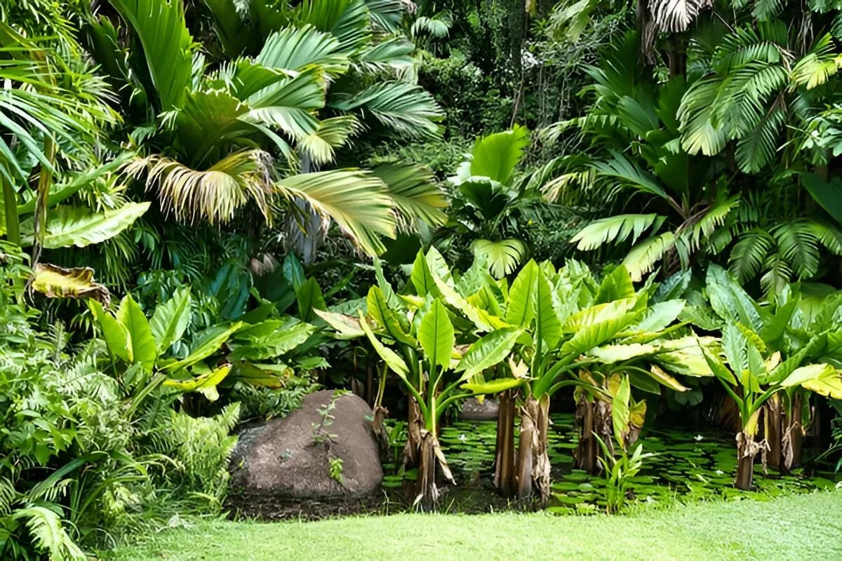 Explore Seychelles Botanical Gardens