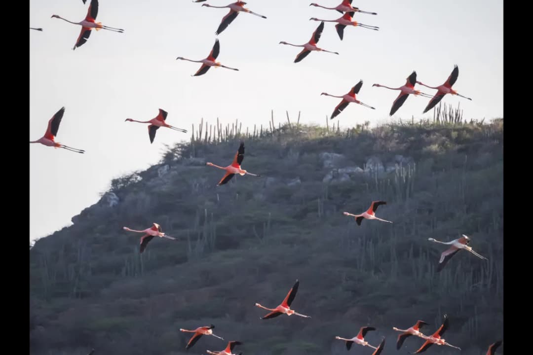 Migratory Bird Colonies