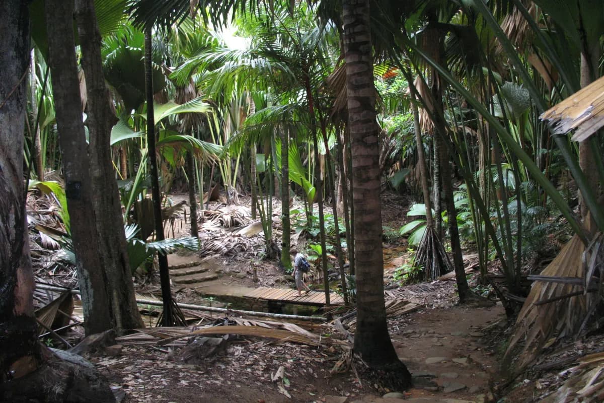  Vallée de Mai, Praslin, Seychelles