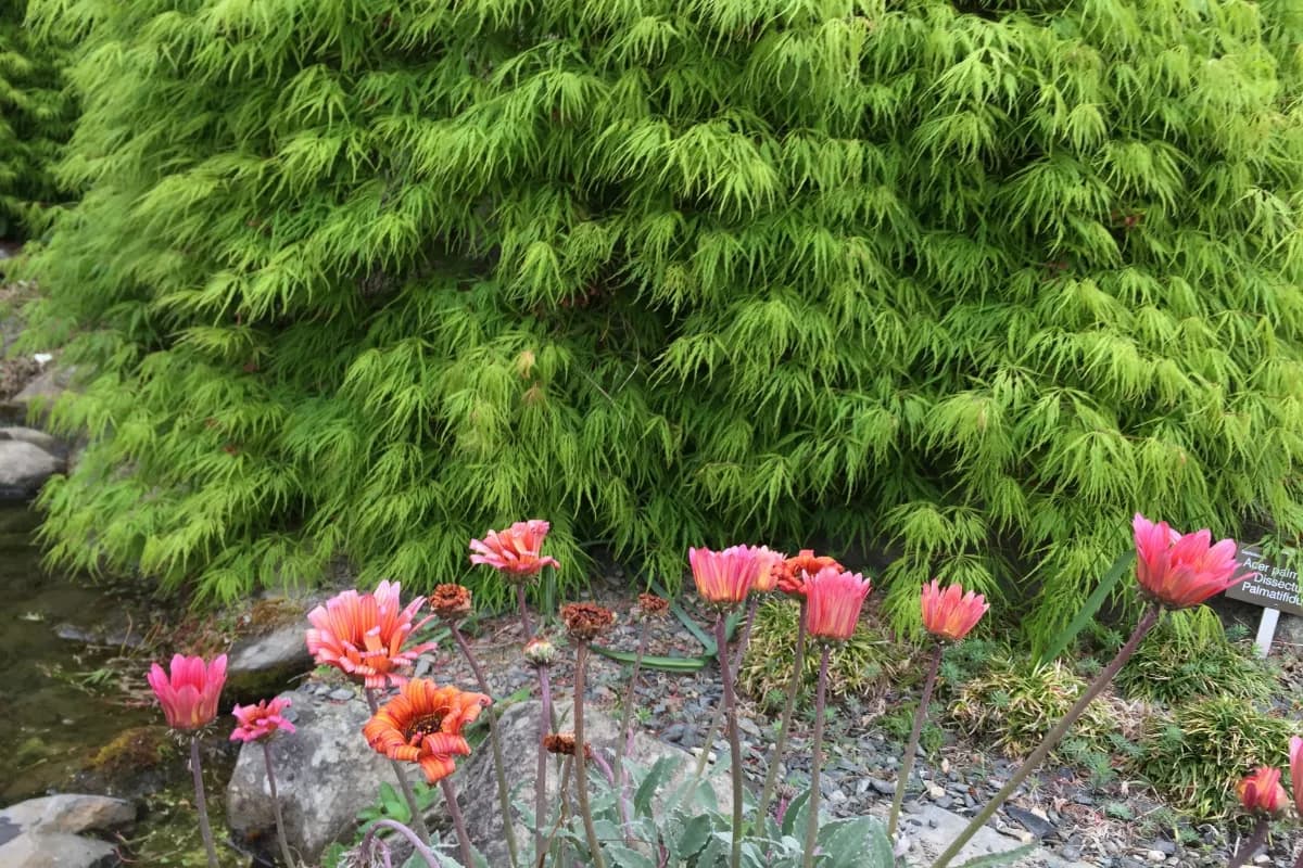 Victoria Botanical Gardens