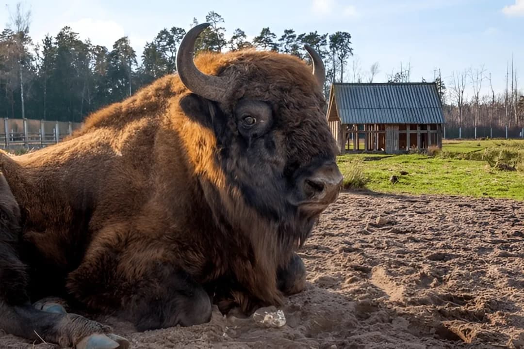 European Bison Enclosure