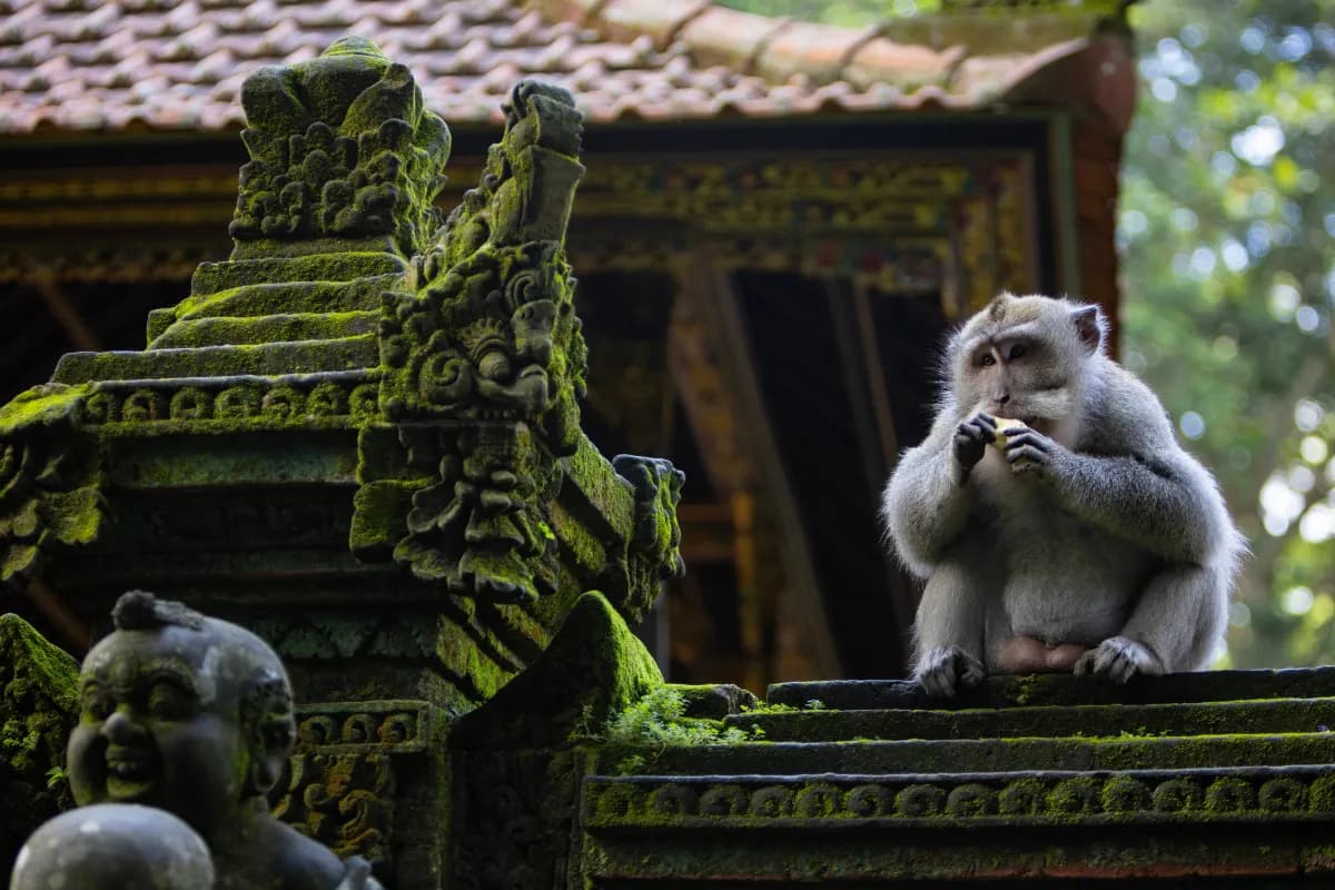 Sacred Monkey Forest Sanctuary