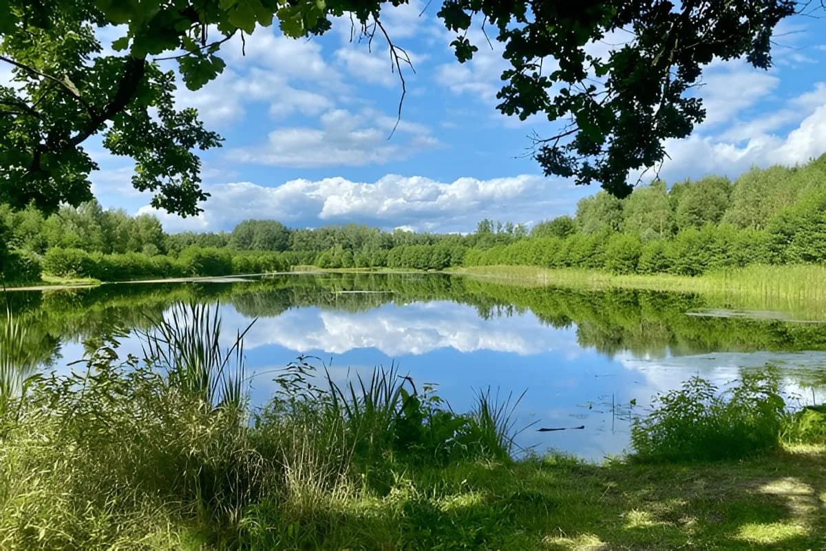 Belovezhskaya Pushcha National Park