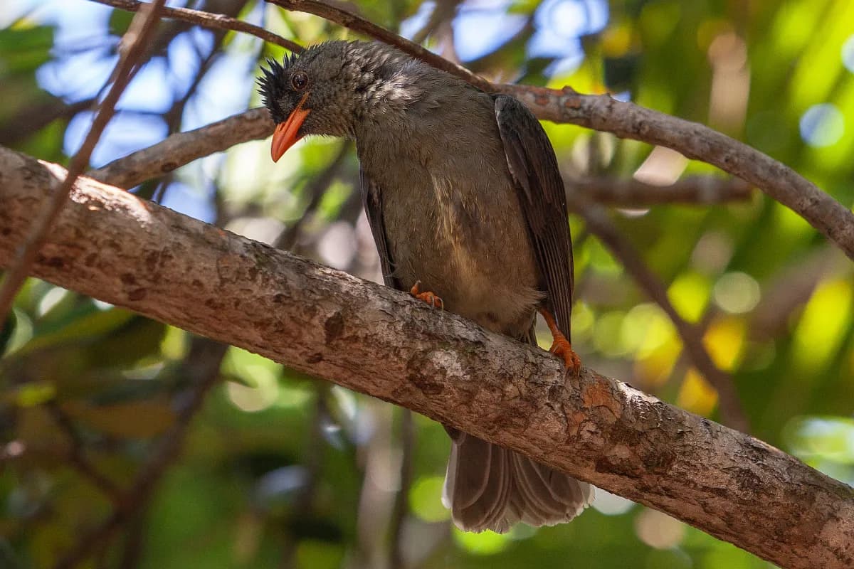  Vallée de Mai, Praslin, Seychelles