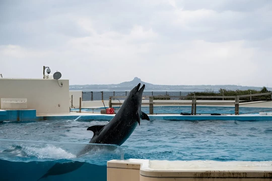 Swim with Dolphins Program