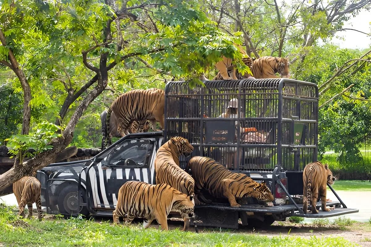 Tiger Topia Sriracha Zoo