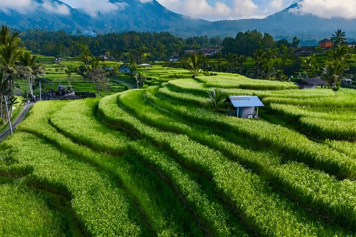 Jatiluwih Green Land