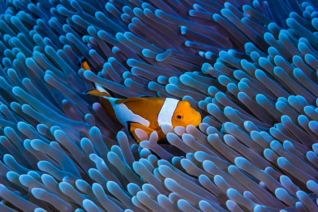HP Reef