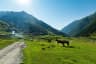 Tusheti