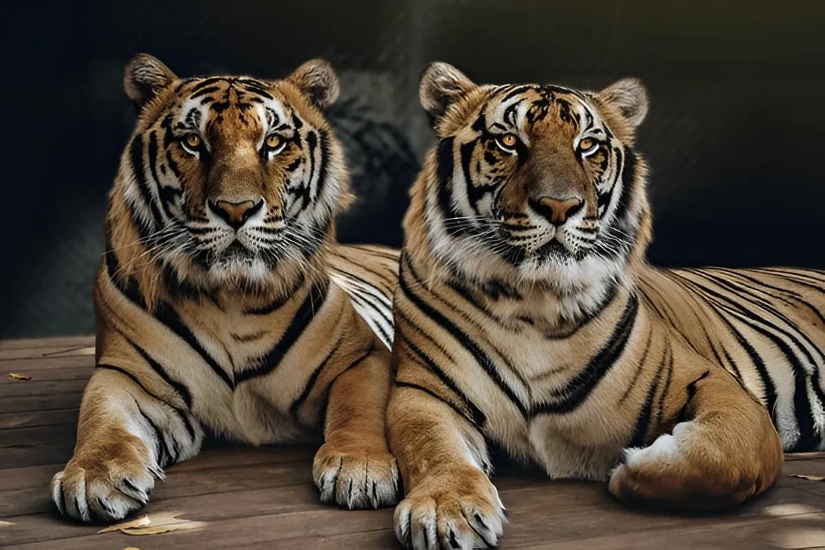Tiger Kingdom