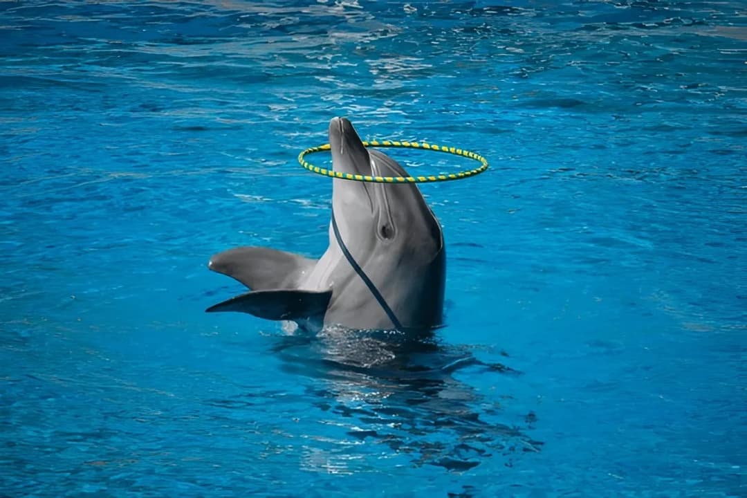 Dolphin Show Arena