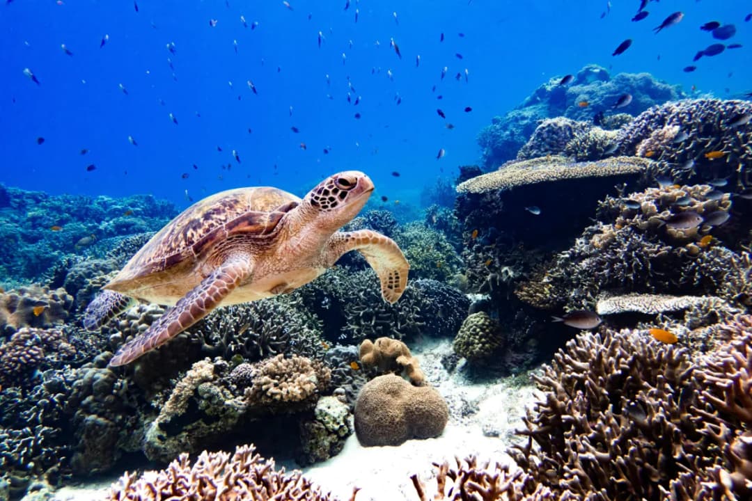 Turtle Reef